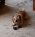 Carpet Cleaning services in Cirencester