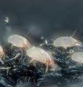 Dust mites