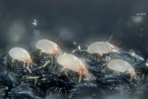 Dust mites